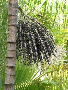 Berri Acai Antioksidan