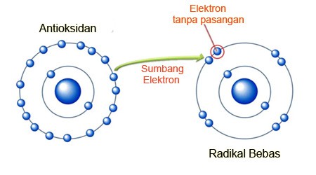 radikal bebas