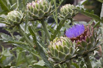 artichoke herba hati rosak