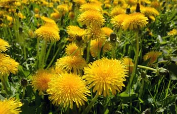 dandelion herba sel hati