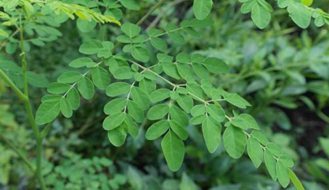 khasiat moringa untuk lelaki