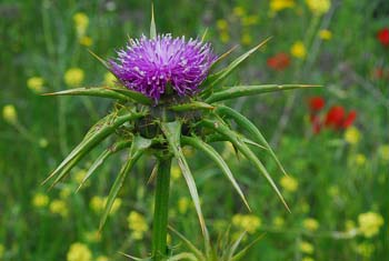 milk thistle herba hati berlemak